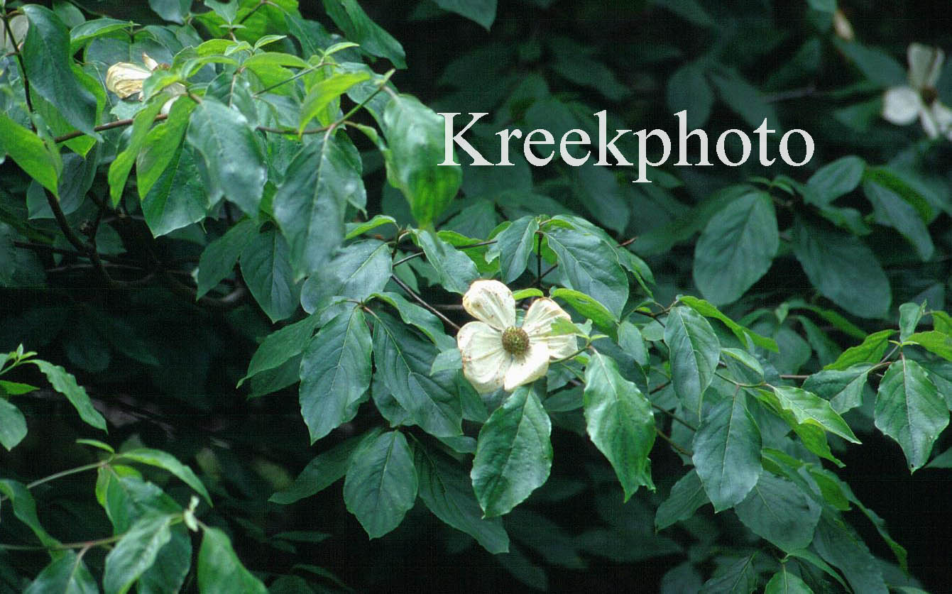 Cornus nuttallii