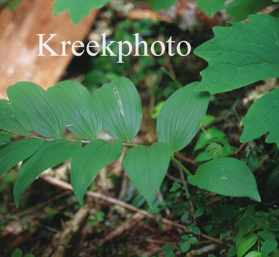 Smilacina racemosa