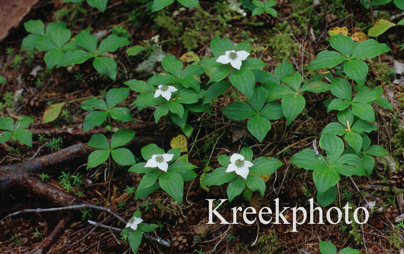 Cornus canadensis