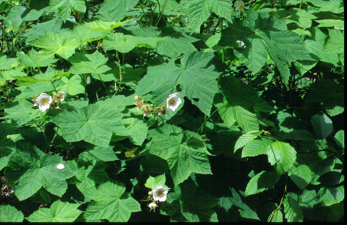 Rubus parviflorus