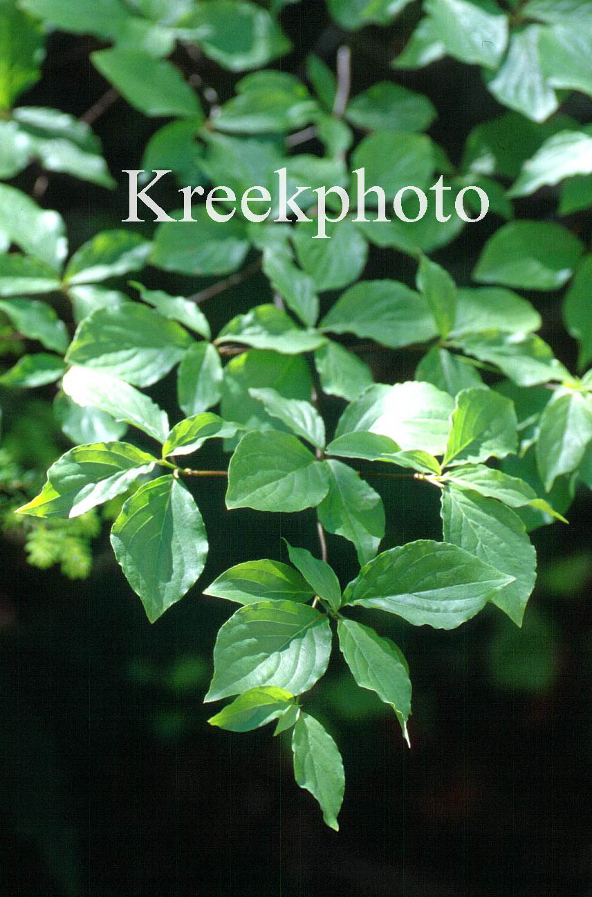 Cornus nuttallii