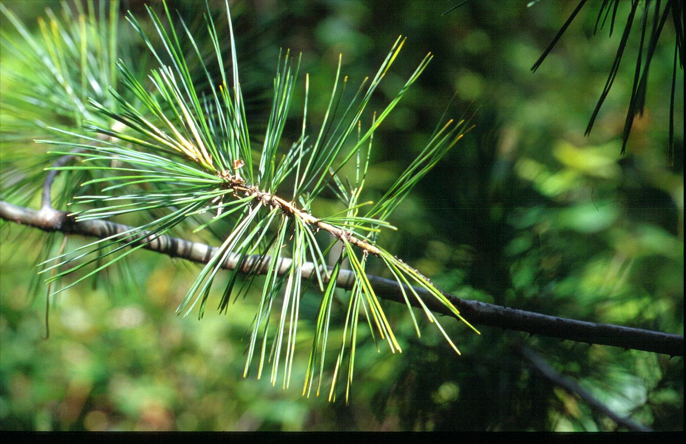 Pinus monticola (90709)