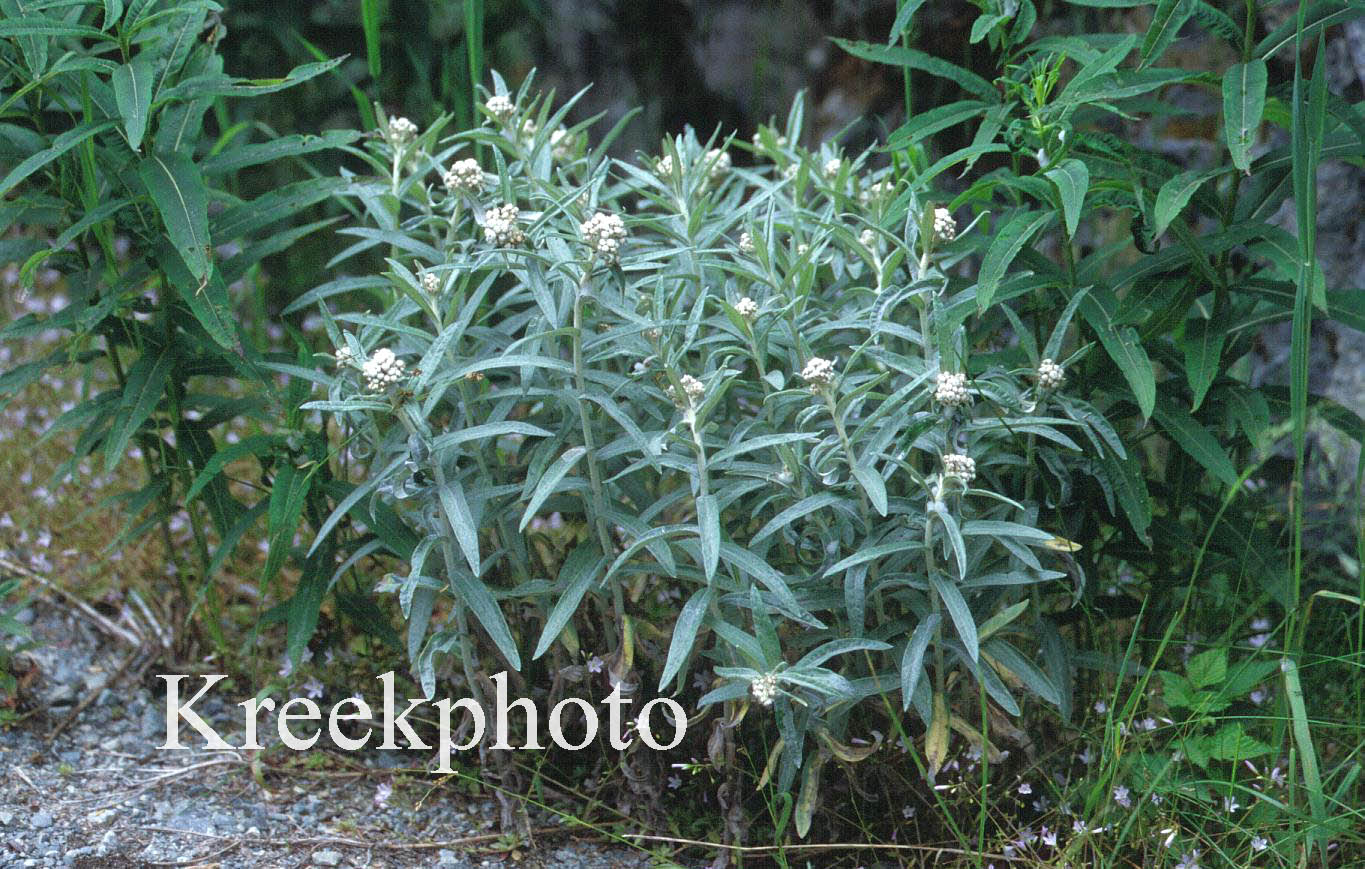 Anaphalis margaritacea