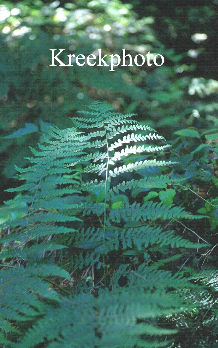 Pteridium aquilinum