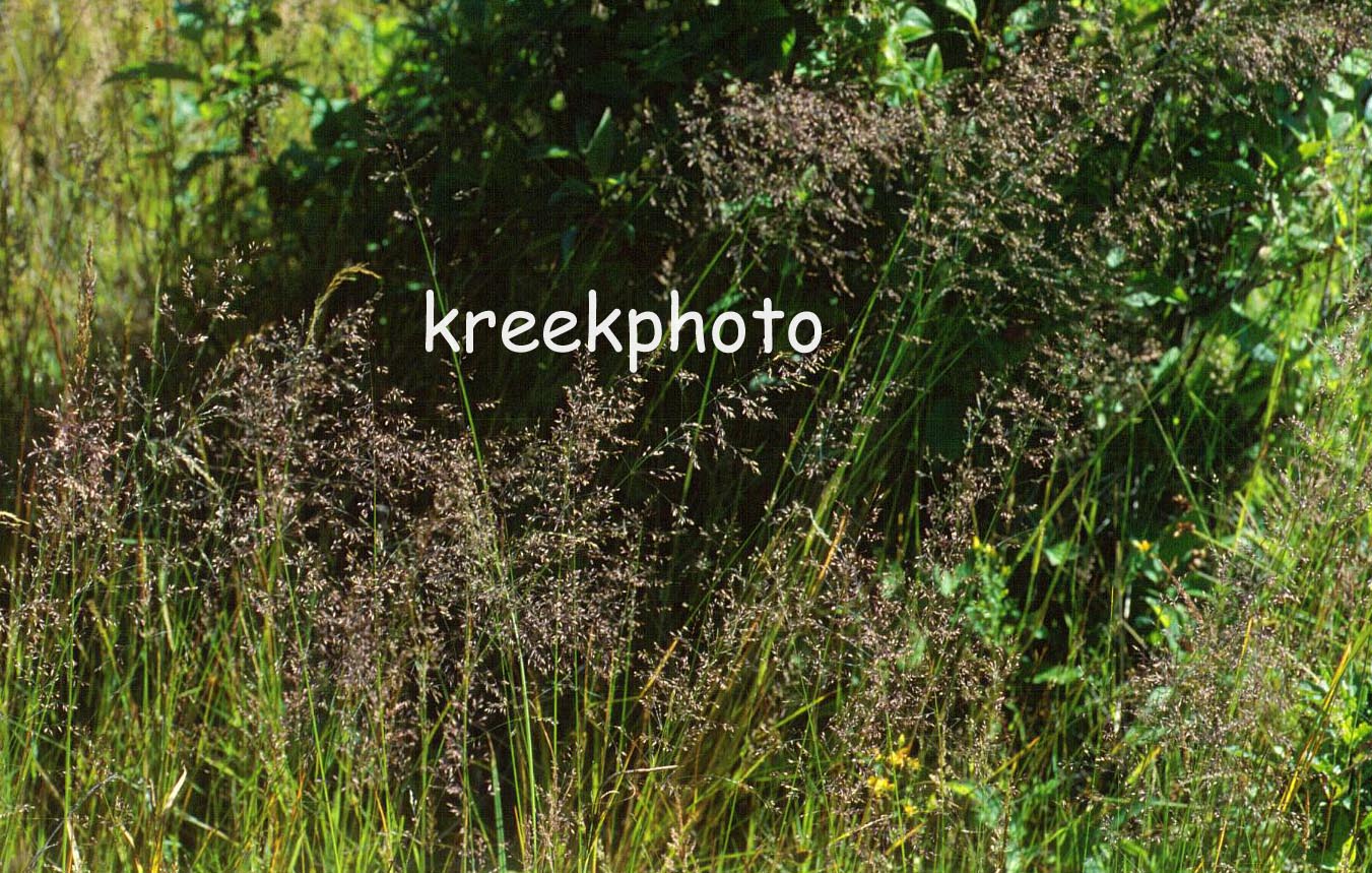 Deschampsia cespitosa