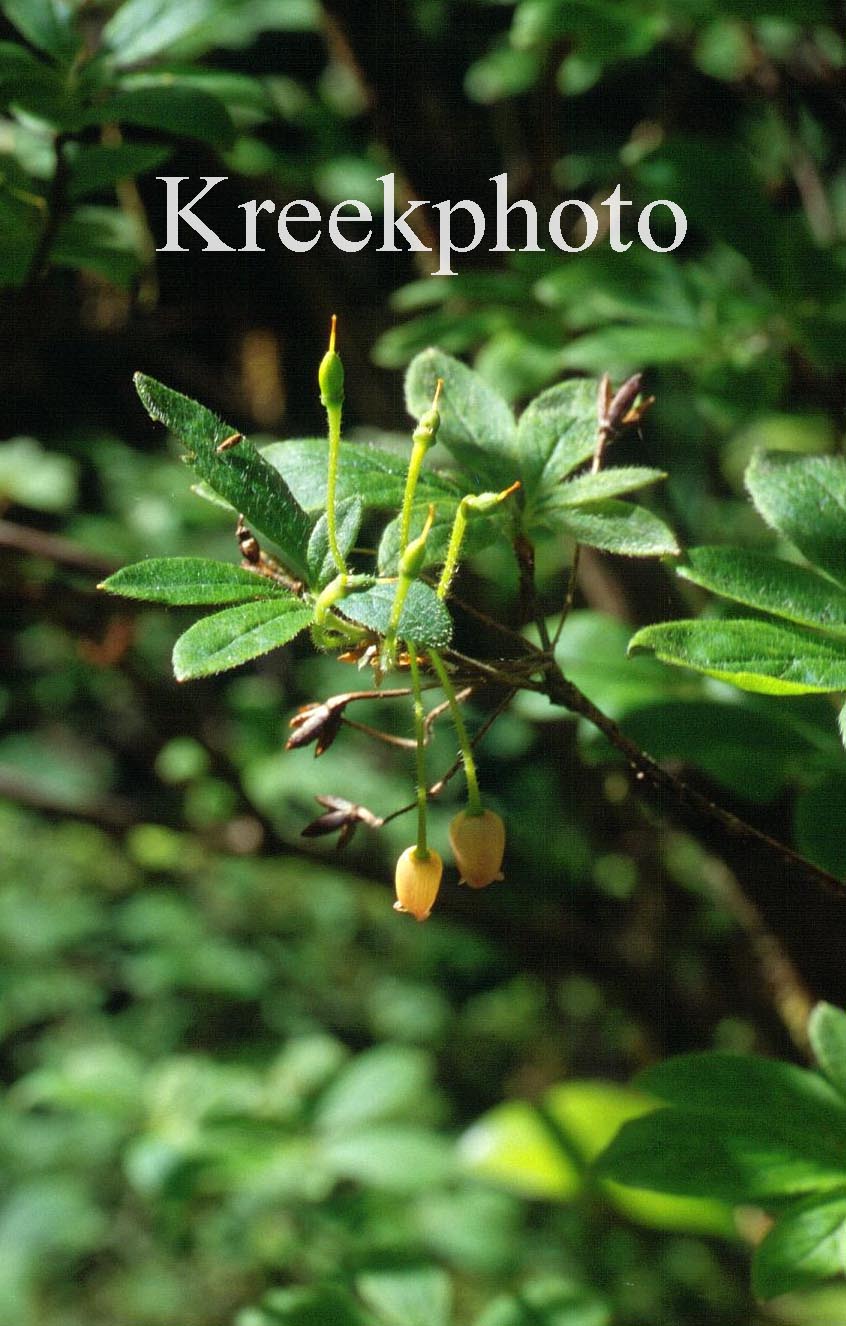 Rhododendron menziesii