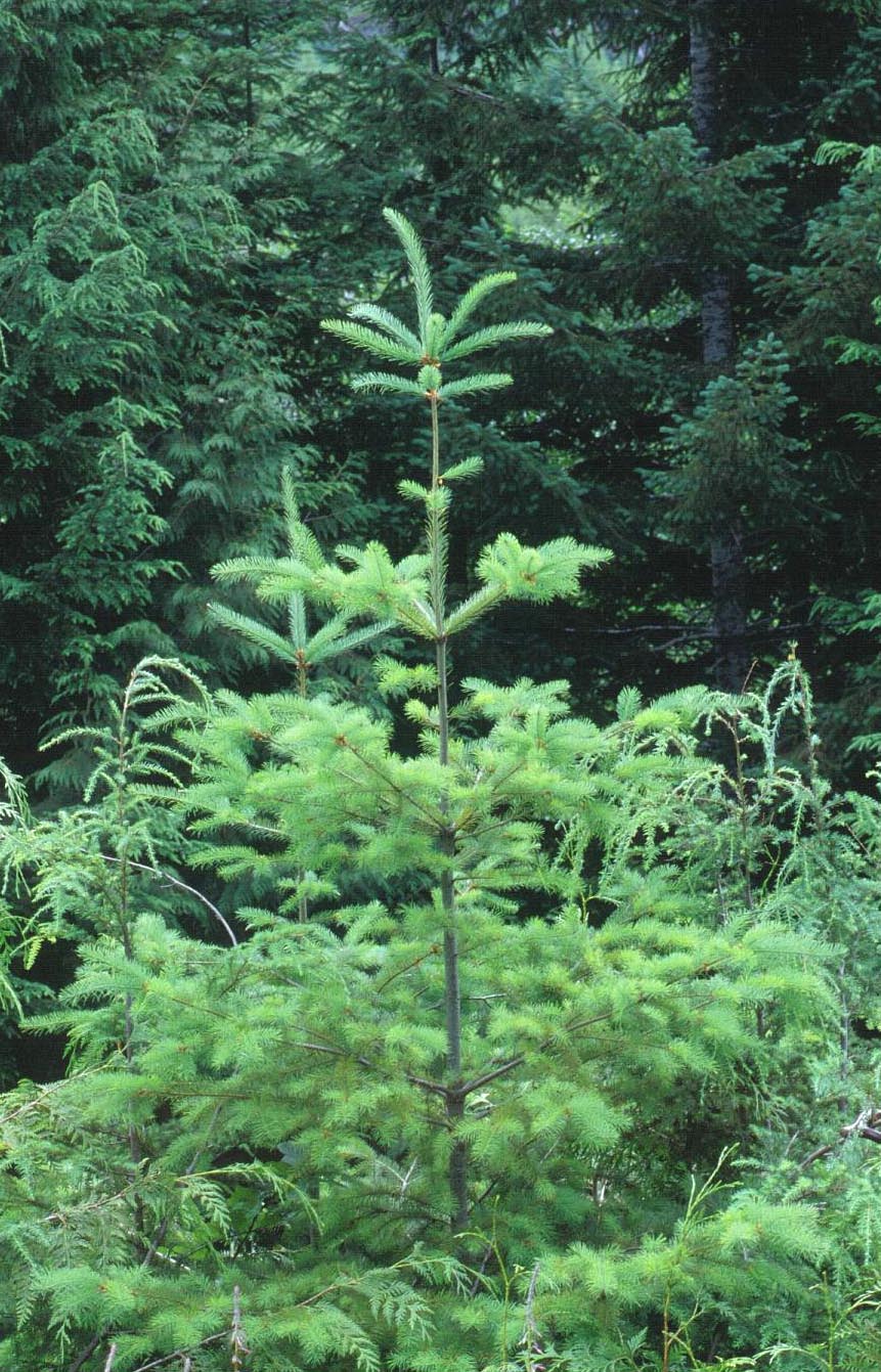 Abies amabilis