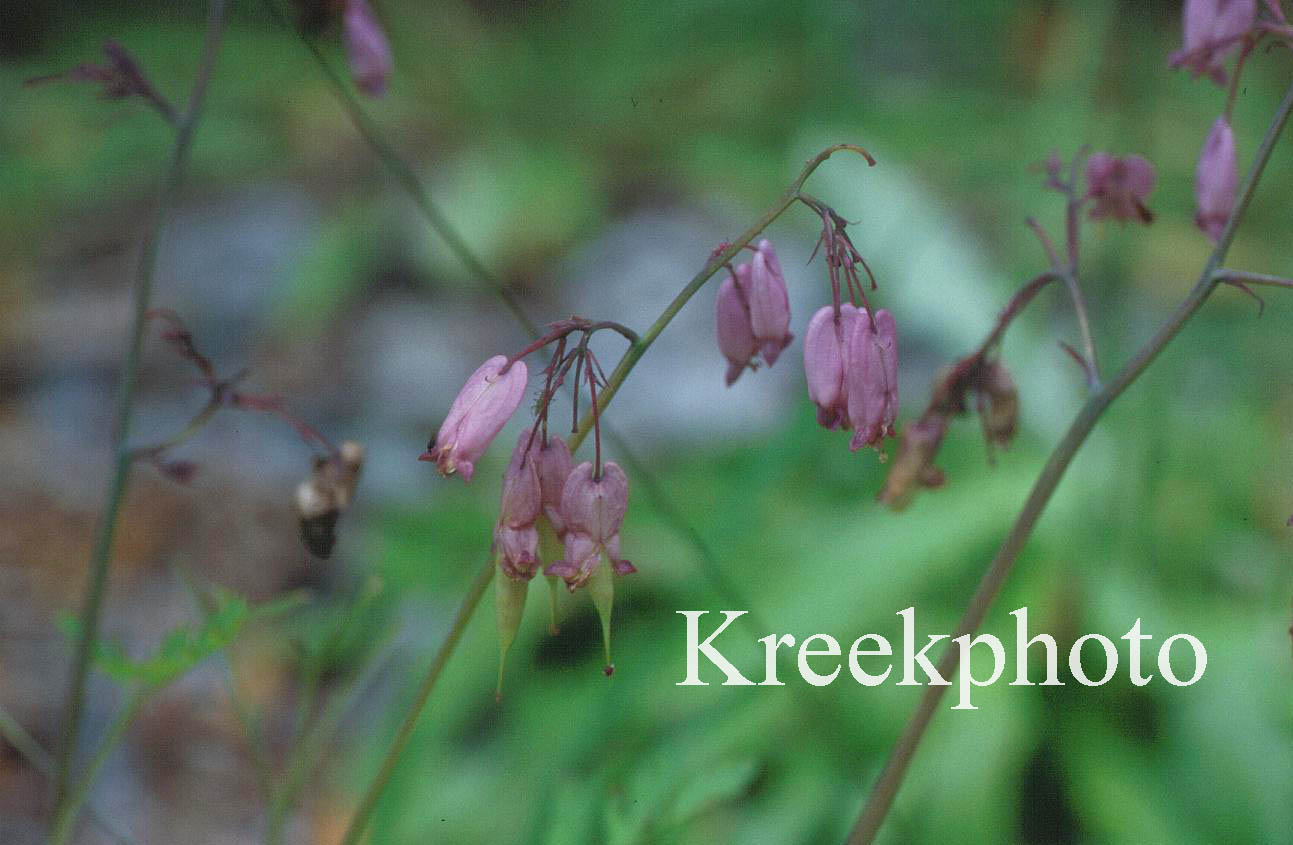 Dicentra formosa