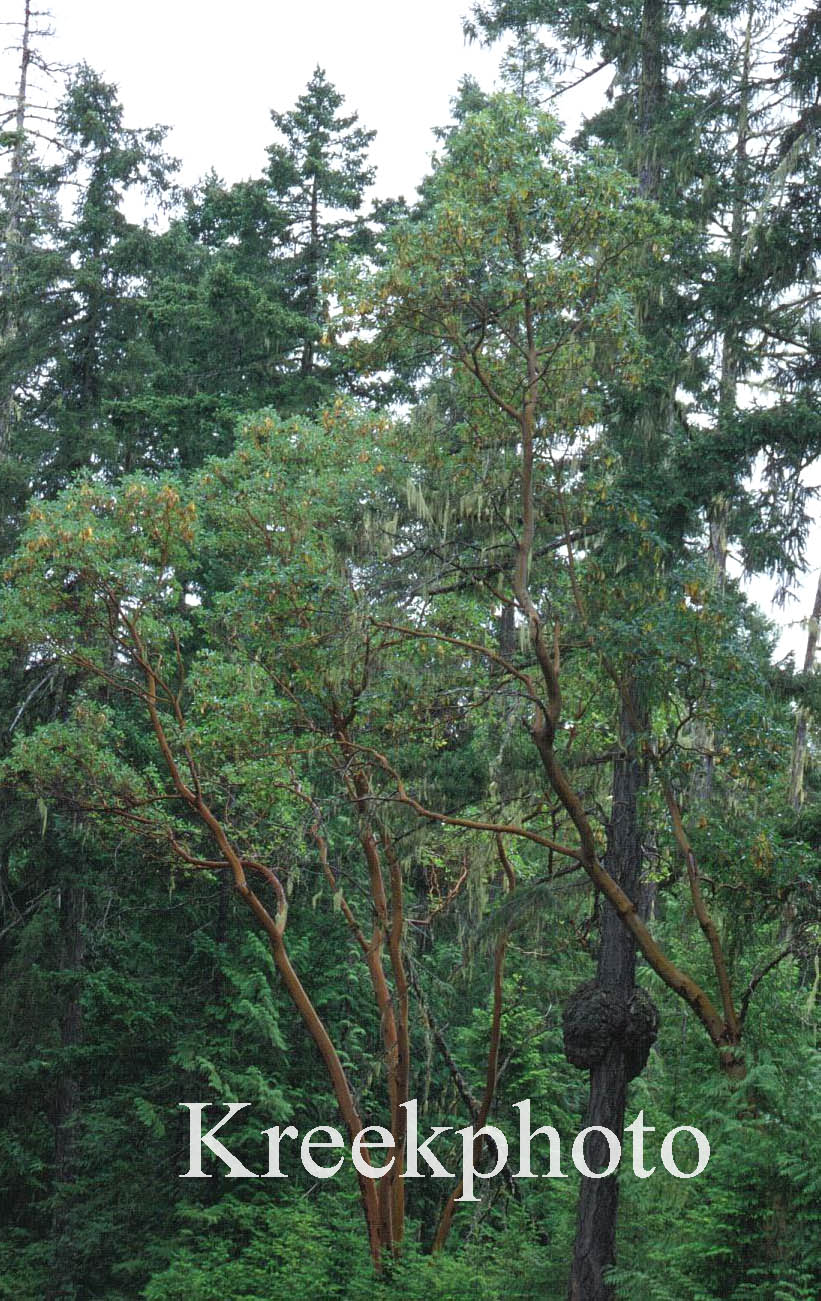 Arbutus menziesii