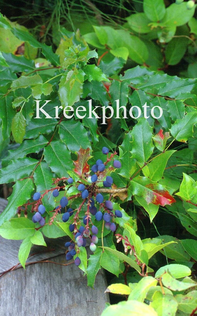 Mahonia aquifolium