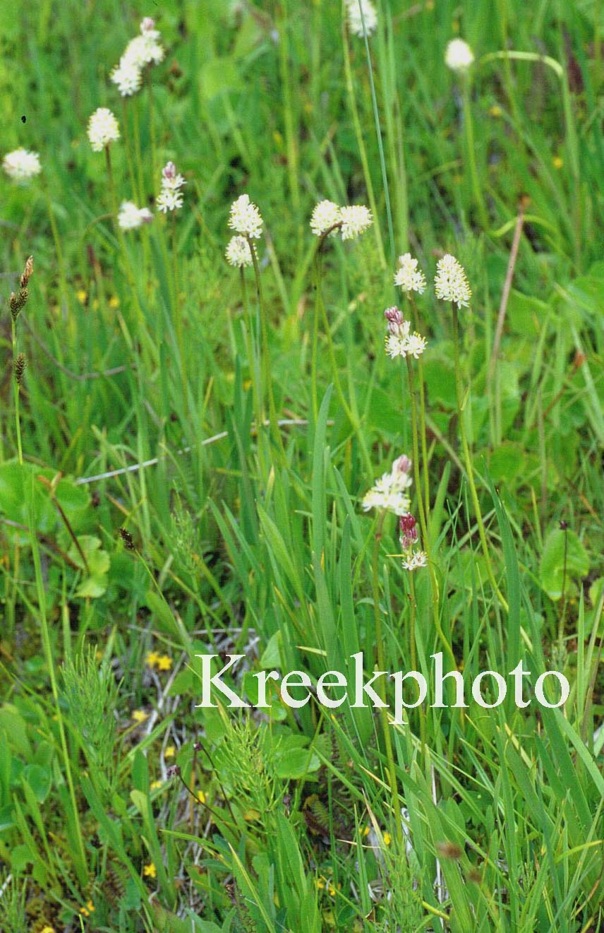 Persicaria bistorta