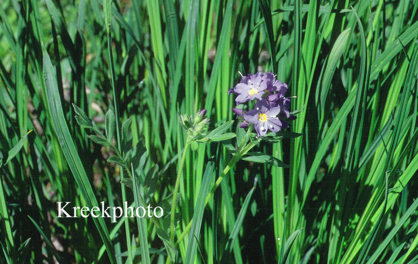 Polemonium pulcherrimum