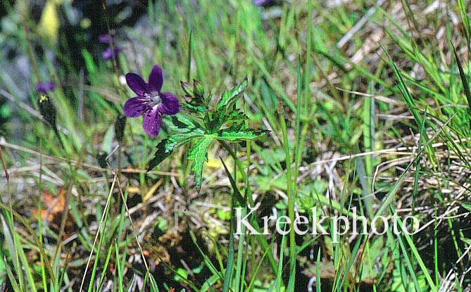 Geranium pratense