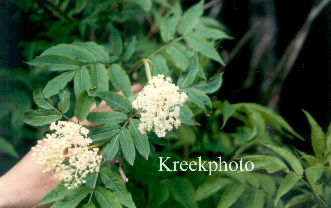 Sambucus pubens