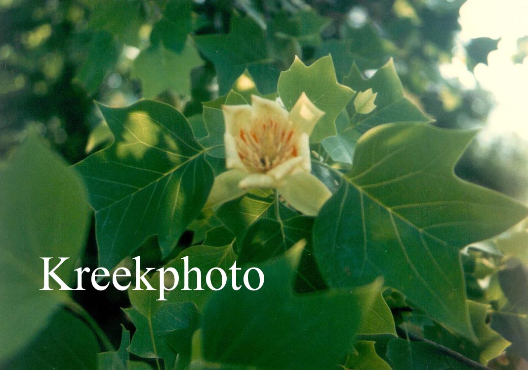 Liriodendron tulipifera