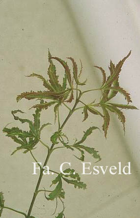 Acer palmatum 'Beni shi en'