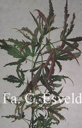 Acer palmatum 'Beni shi en'