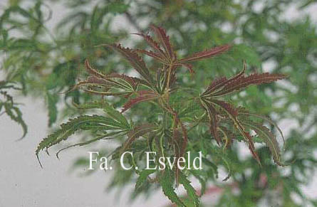 Acer palmatum 'Beni shi en'
