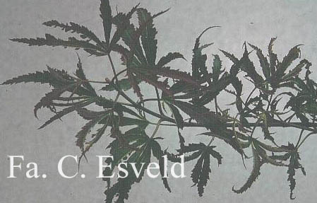 Acer palmatum 'Beni shi en'
