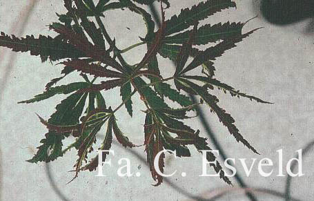 Acer palmatum 'Beni shi en'