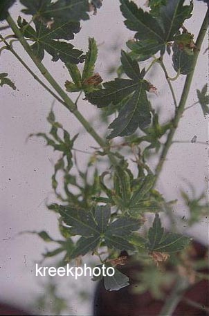 Acer palmatum 'Twisted Spider'