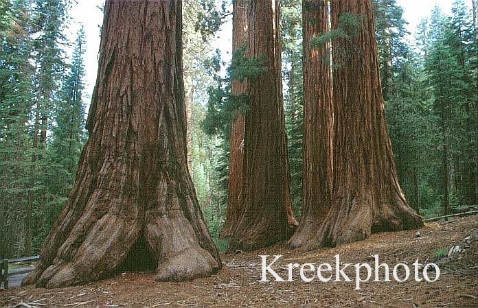 Sequoiadendron giganteum