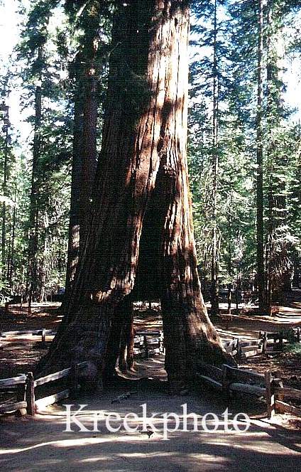 Sequoiadendron giganteum