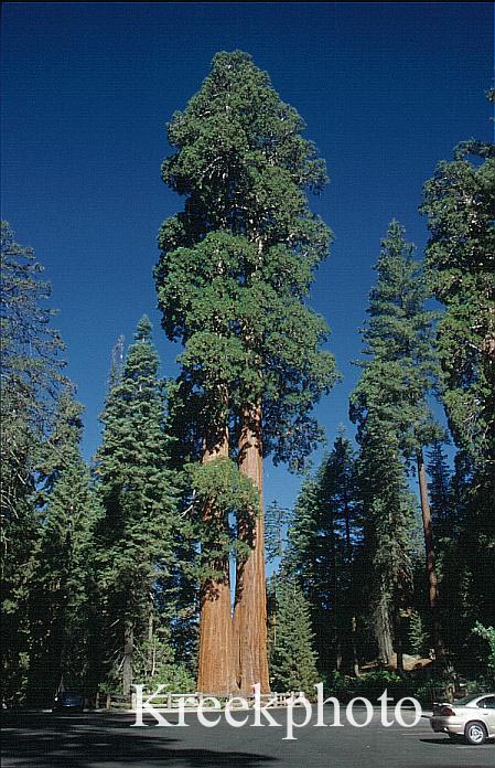 Sequoiadendron giganteum