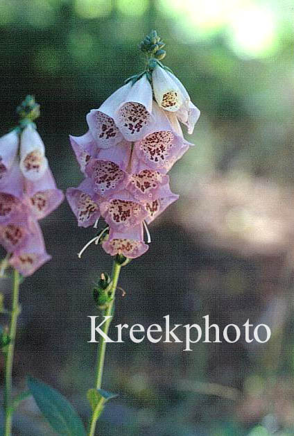 Digitalis purpurea