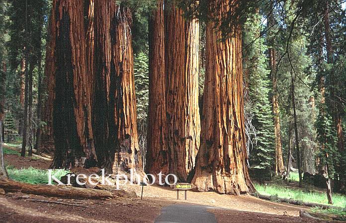 Sequoiadendron giganteum