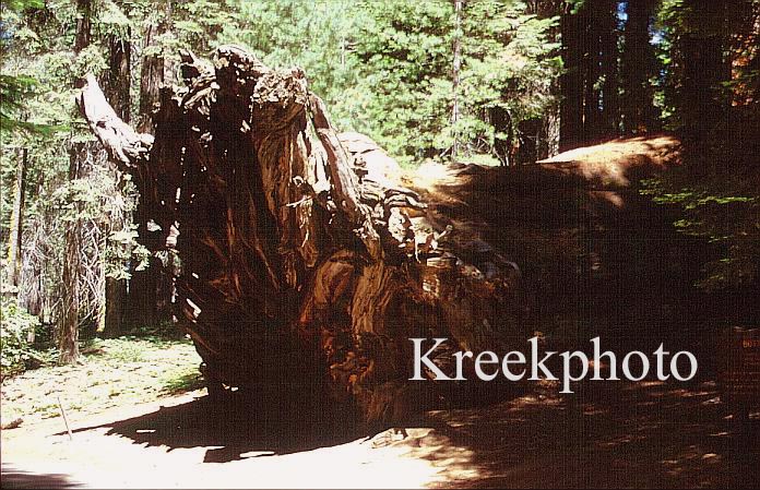 Sequoiadendron giganteum