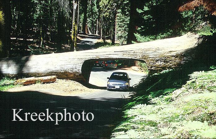 Sequoiadendron giganteum