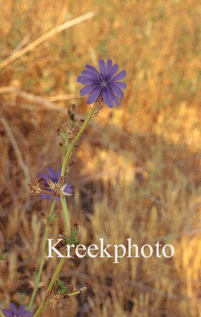 Cichorium intybus