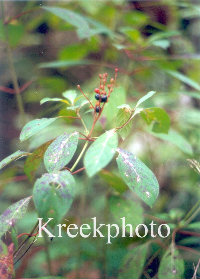 Phytolacca americana