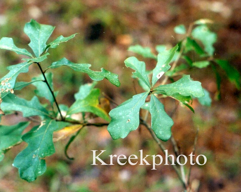Quercus nigra
