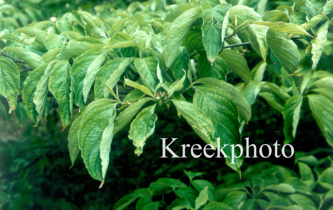 Cornus florida