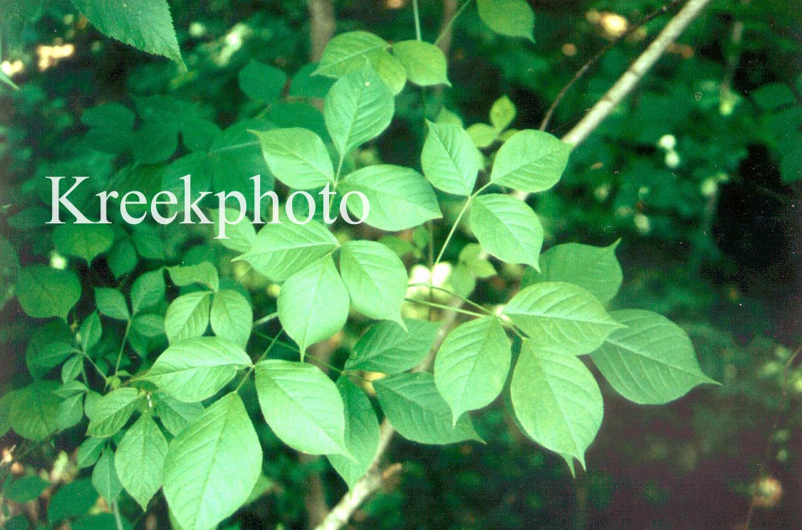 Staphylea trifolia