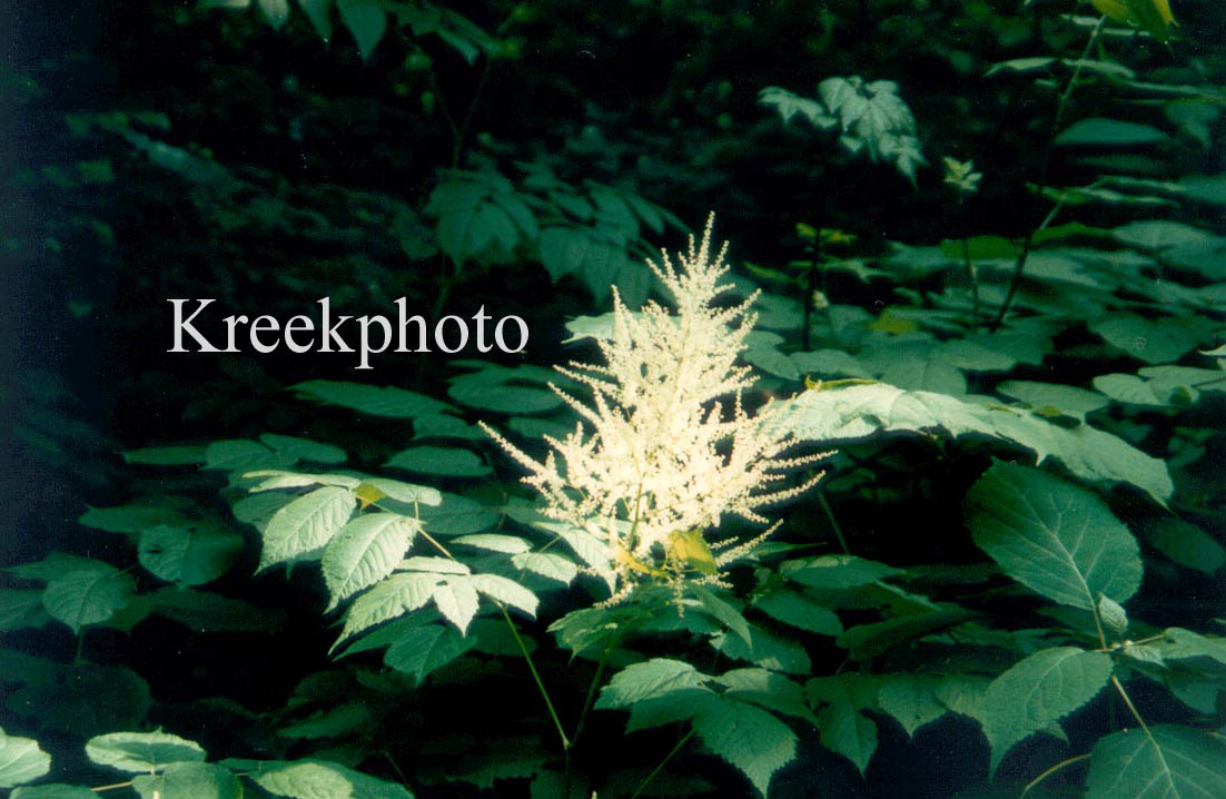 Aruncus dioicus