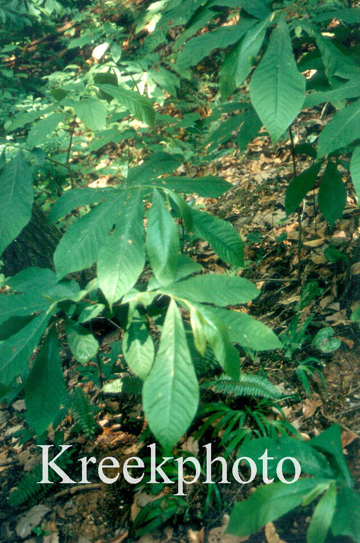 Asimina triloba