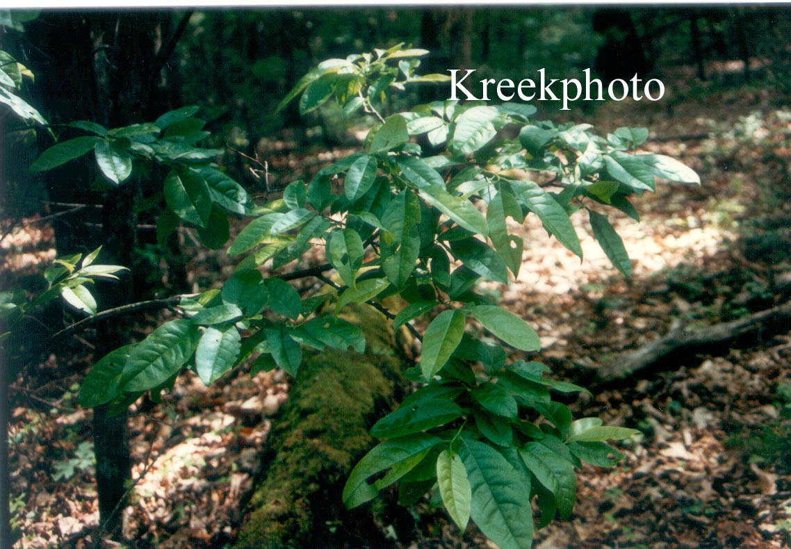 Prunus serotina