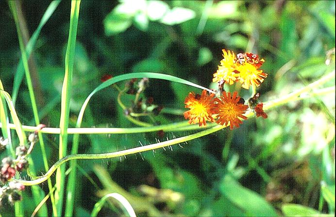 Hieracium aurantiacum