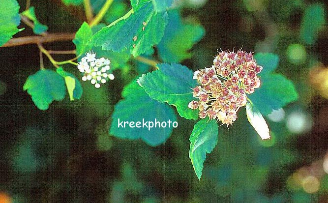 Sorbus torminalis