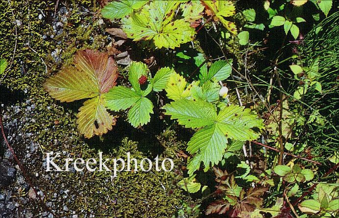 Fragaria vesca