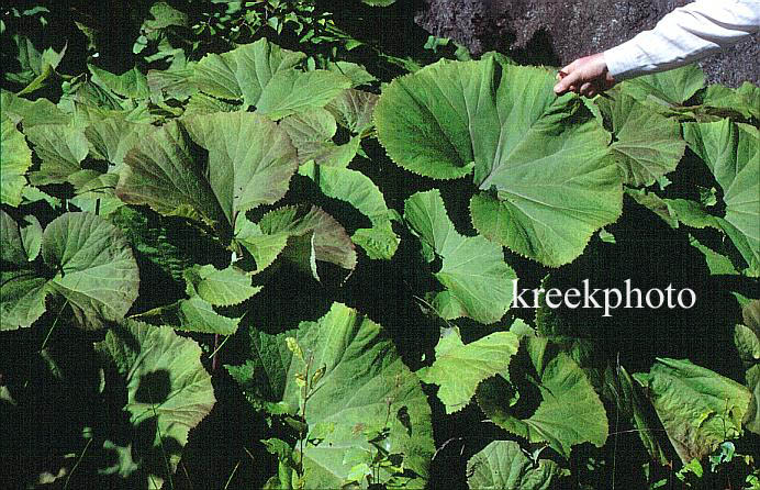 Petasites hybridus