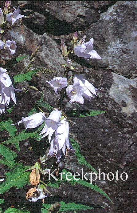 Campanula latifolia var. macrantha