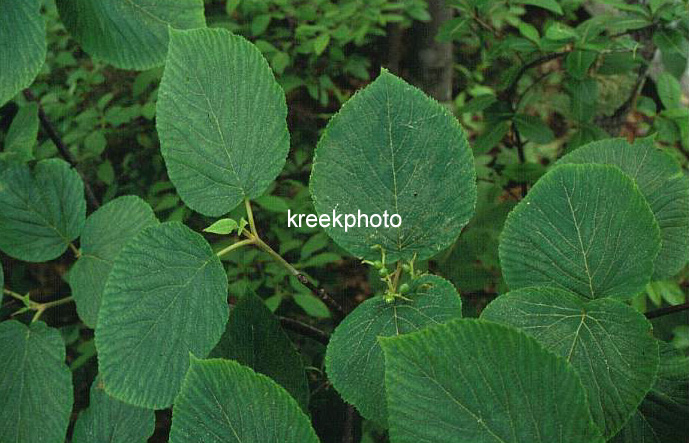 Viburnum alnifolium