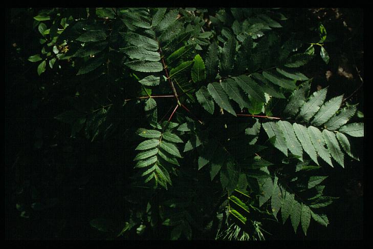 Rhus glabra