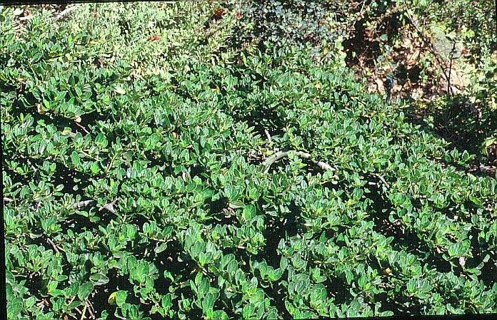 Ceanothus griseus (91412)