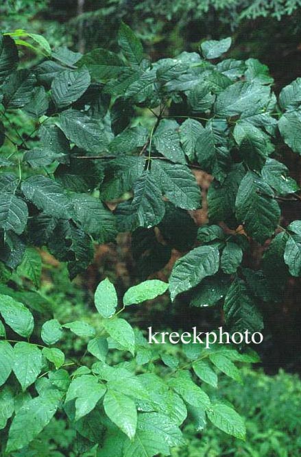 Rhus radicans