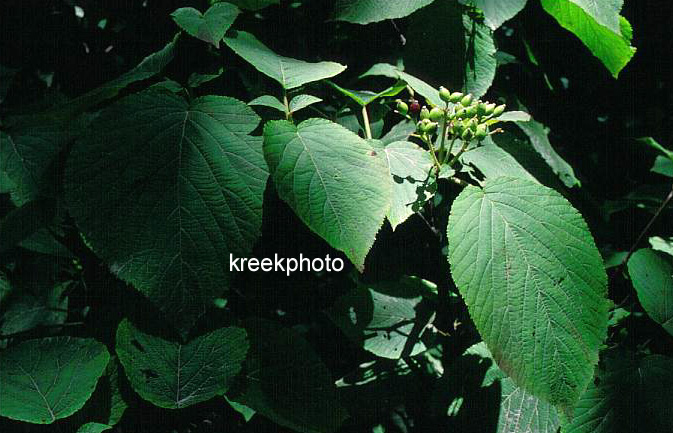 Viburnum alnifolium